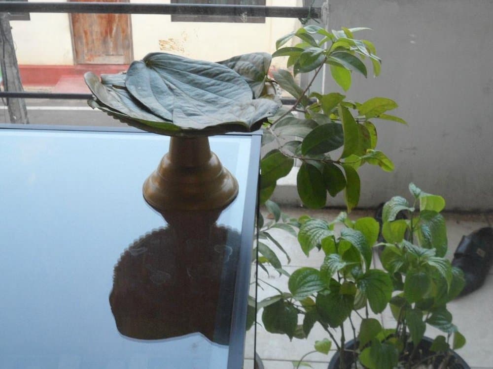 Ayurveda wellness therapy